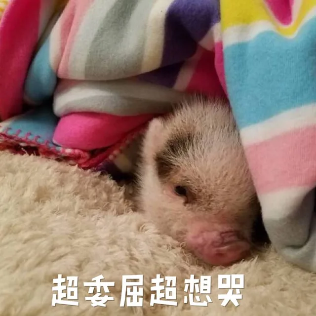 超委屈超想哭（超委屈超想哭）
