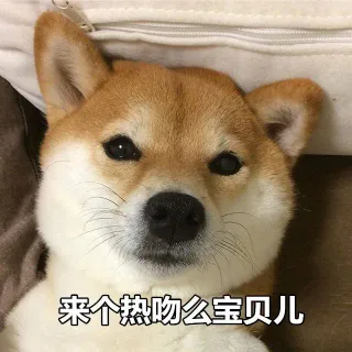 一组柴犬表情包_柴犬_狗子表情包