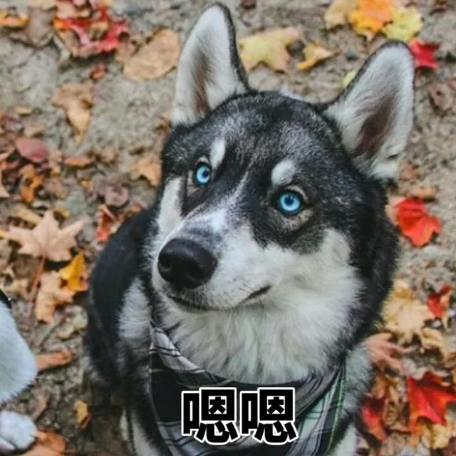 嗯嗯