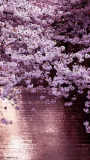 雨天樱花手机壁纸