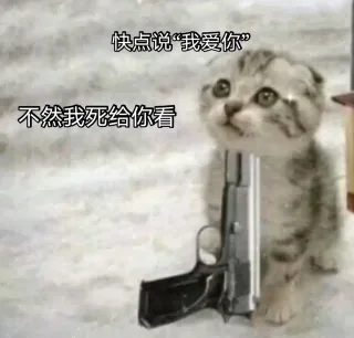 猫咪表情包 | 快点和我说我爱你_撩妹撩汉表情包