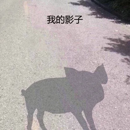 我的影子 长得跟猪一样（我的影子 长得跟猪一样）