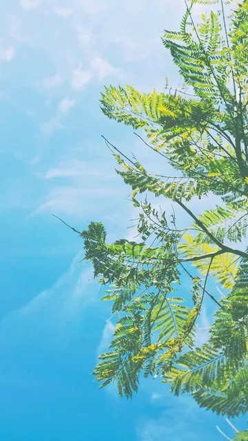 清新的绿色壁纸（清新的绿色壁纸）