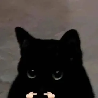 猫咪揣手手表情包