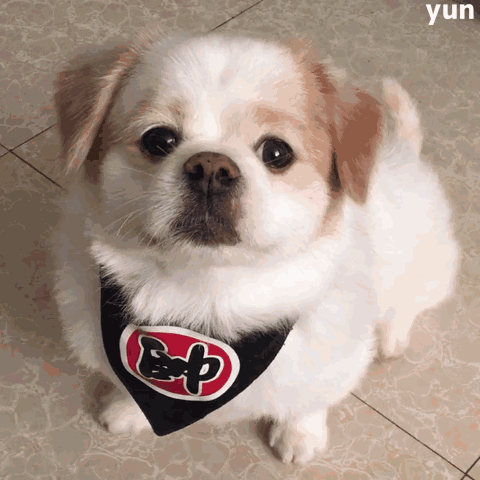 呆萌乖乖狗表情包