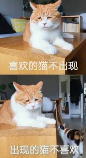 喜欢的猫不出现，出现的猫不喜欢