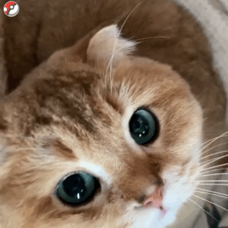 猫咪盯着看表情包