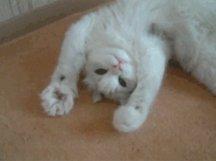 猫咪伸懒腰