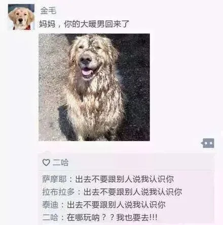 金毛：妈妈，你的大暖男回来了（金毛：妈妈，你的大暖男回来了）
