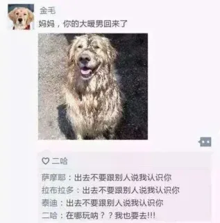 金毛：妈妈，你的大暖男回来了