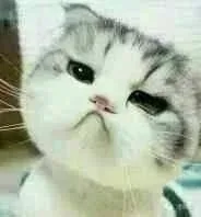 小猫咪歪头杀（小猫咪歪头杀）