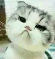 小猫咪歪头杀