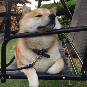 柴犬在摇椅上的悠闲狗生动图