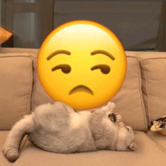 猫咪盘小黄脸 emoji