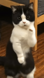 猫猫跳舞 GIF 动图（猫猫跳舞 GIF 动图）