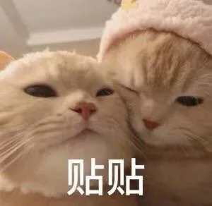 贴贴（贴贴）
