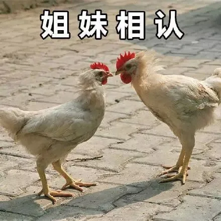 姐妹相认（姐妹相认）