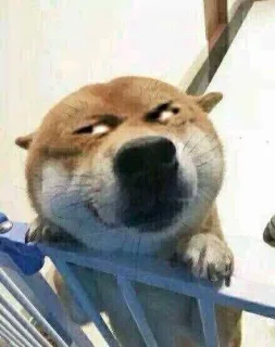 doge歪头杀