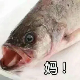 妈！！！（鱼）