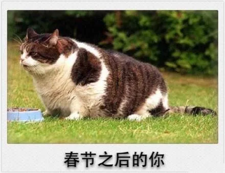 春节之后的你（胖嘟嘟）（春节之后的你（胖嘟嘟））