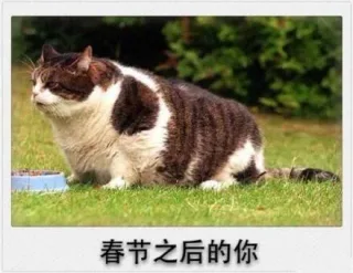 春节之后的你（胖嘟嘟）