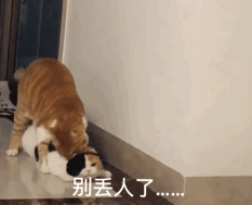 别丢人了（别丢人了）