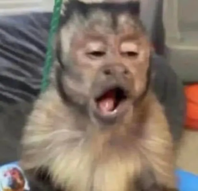 沙雕猴吗喽表情包