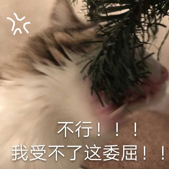 不行！我受不了这委屈！（不行！我受不了这委屈！）