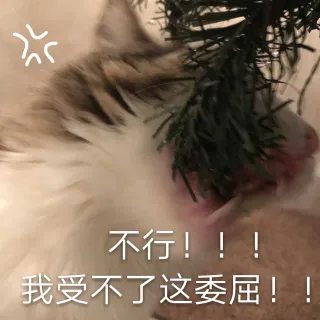 都是猫咪表情包