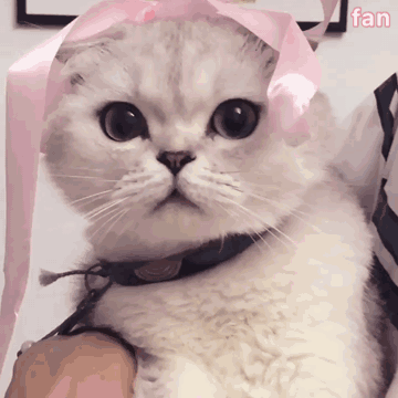 猫咪探头（猫咪探头）