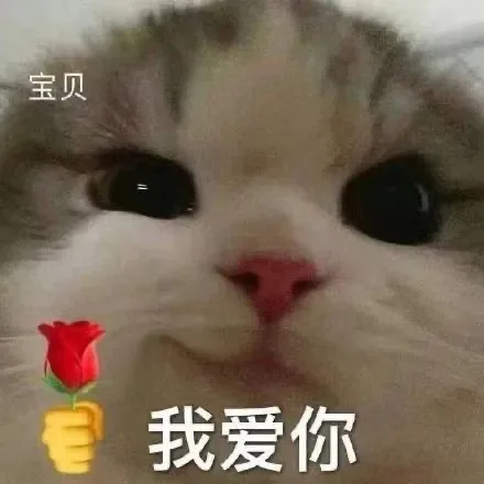 猫咪举花 宝贝 我爱你