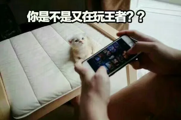 说！你是不是又在玩游戏_喵星人_王者荣耀_王者农药_萌萌哒表情包