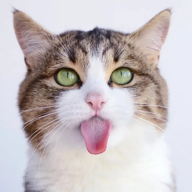 高清猫咪头像