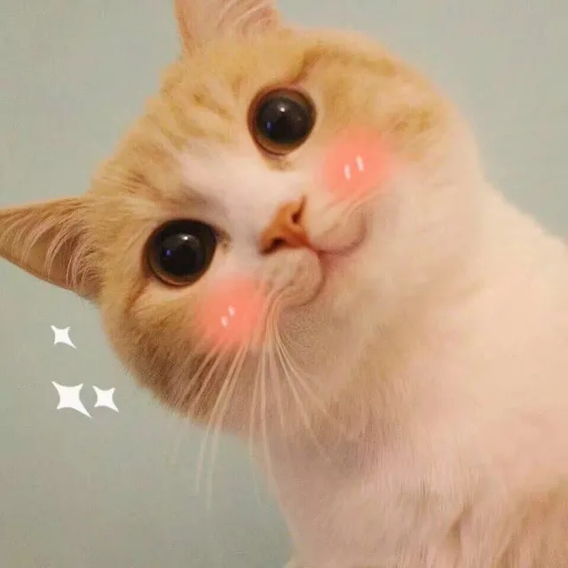 喵星人歪头杀（喵星人歪头杀）