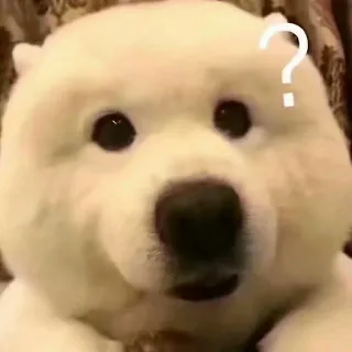 ？狗狗问号