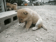狗狗犯困