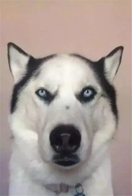 傻乎乎狗狗