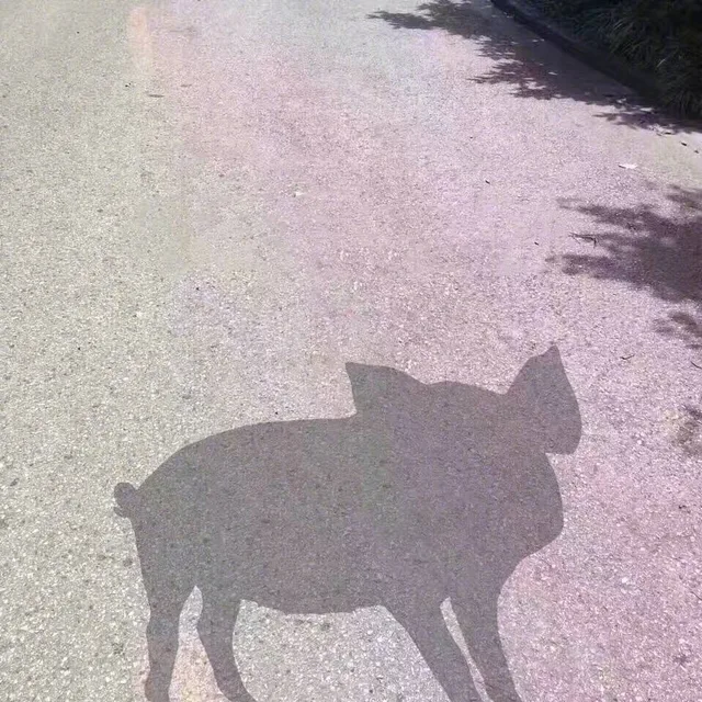 阳光下的你 猪