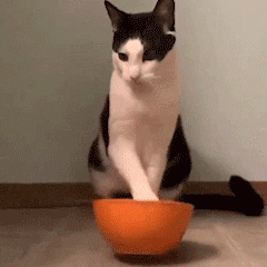 (猫咪要吃饭表情包)（(猫咪要吃饭表情包)）