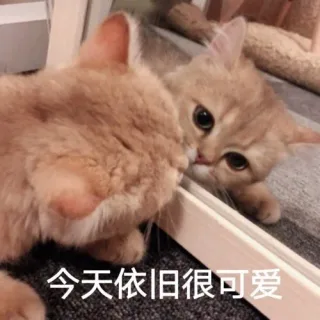 可爱萌宠表情包系列表情包