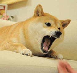 神烦柴犬怒吼（神烦柴犬怒吼）