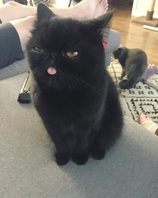 黑猫略略略小舌头