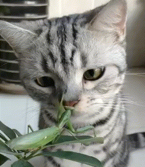 猫咪打螳螂 GIF