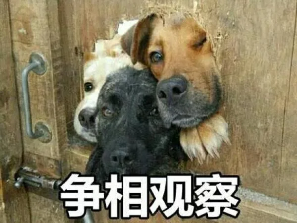 争相观察（争相观察）
