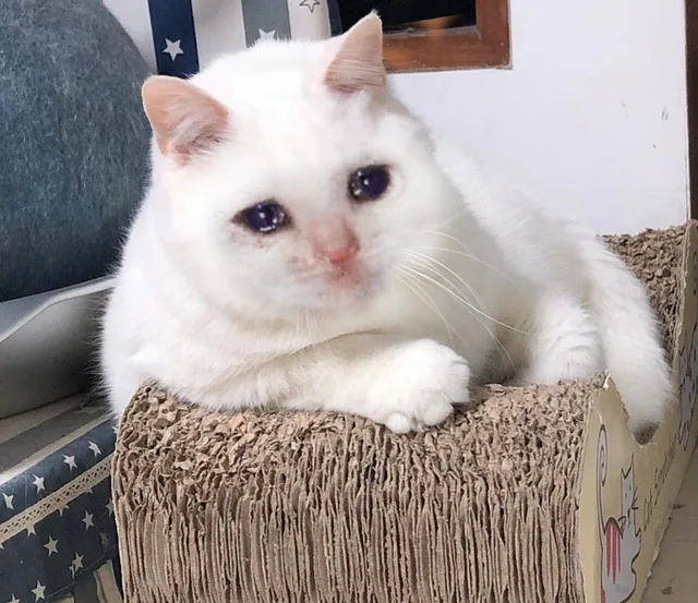 流泪猫咪