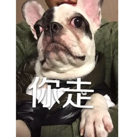 你走系列（汪星人版）_动图_你走_搞笑_装逼表情包