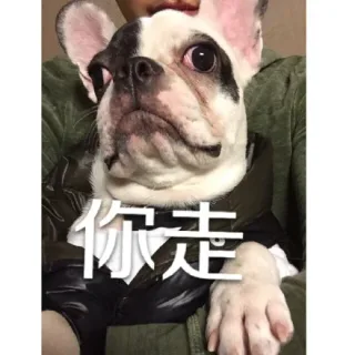 你走系列（汪星人版）_动图_你走_搞笑_装逼