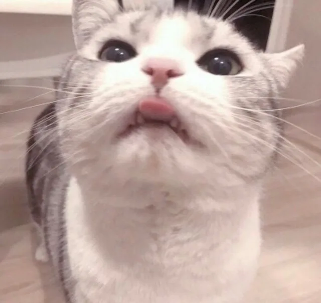 猫咪略略略小舌头