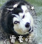 雷豪哇