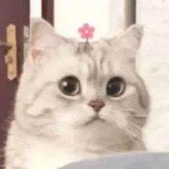 微笑小猫表情包